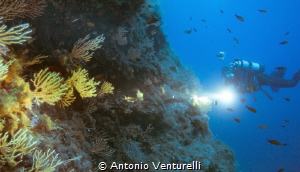 yellow gorgonians by Antonio Venturelli 